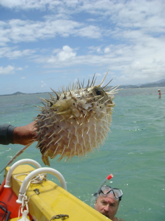 Dan's Pufferfish - Closer Up