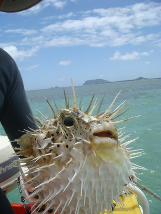 Dan's Pufferfish Really Close