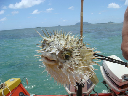 Dan's Pufferfish Again